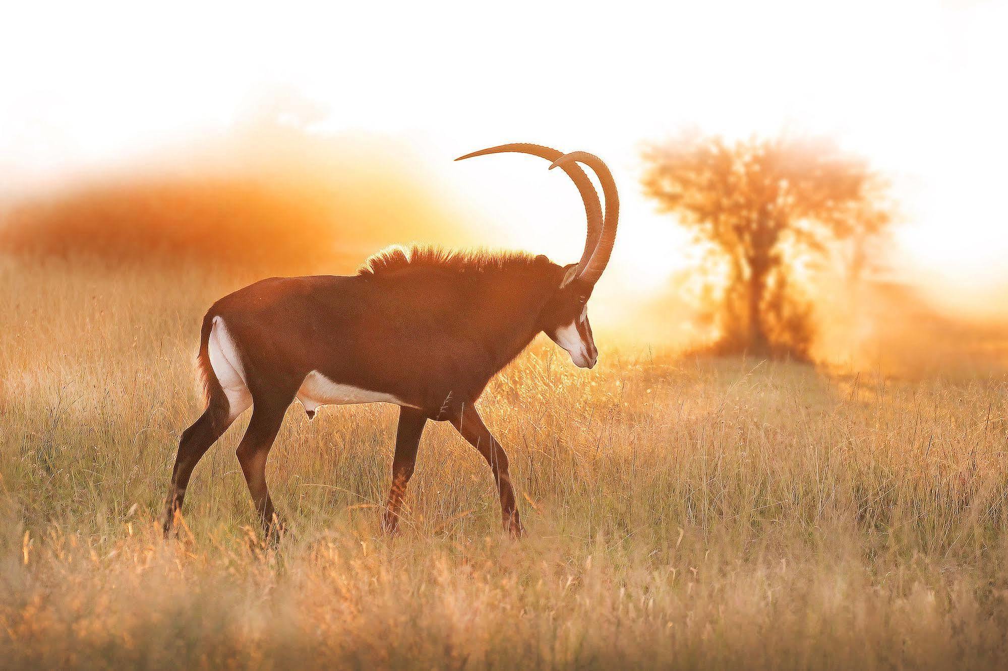 Wolmaranstad Bona Bona Game Lodge מראה חיצוני תמונה