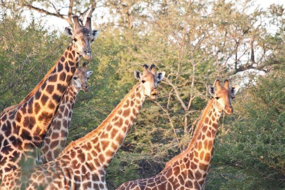 Wolmaranstad Bona Bona Game Lodge מראה חיצוני תמונה