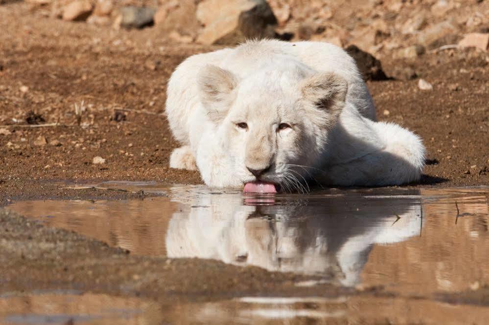 Wolmaranstad Bona Bona Game Lodge מראה חיצוני תמונה